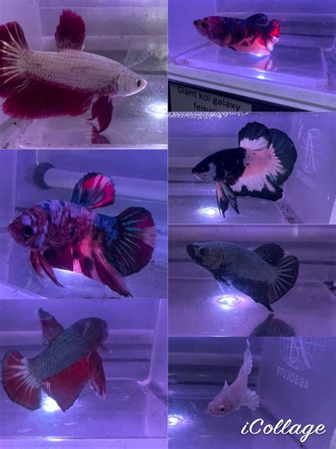 betta fish online australia|Seven Fishes .